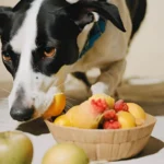 I cani possono mangiare la frutta?